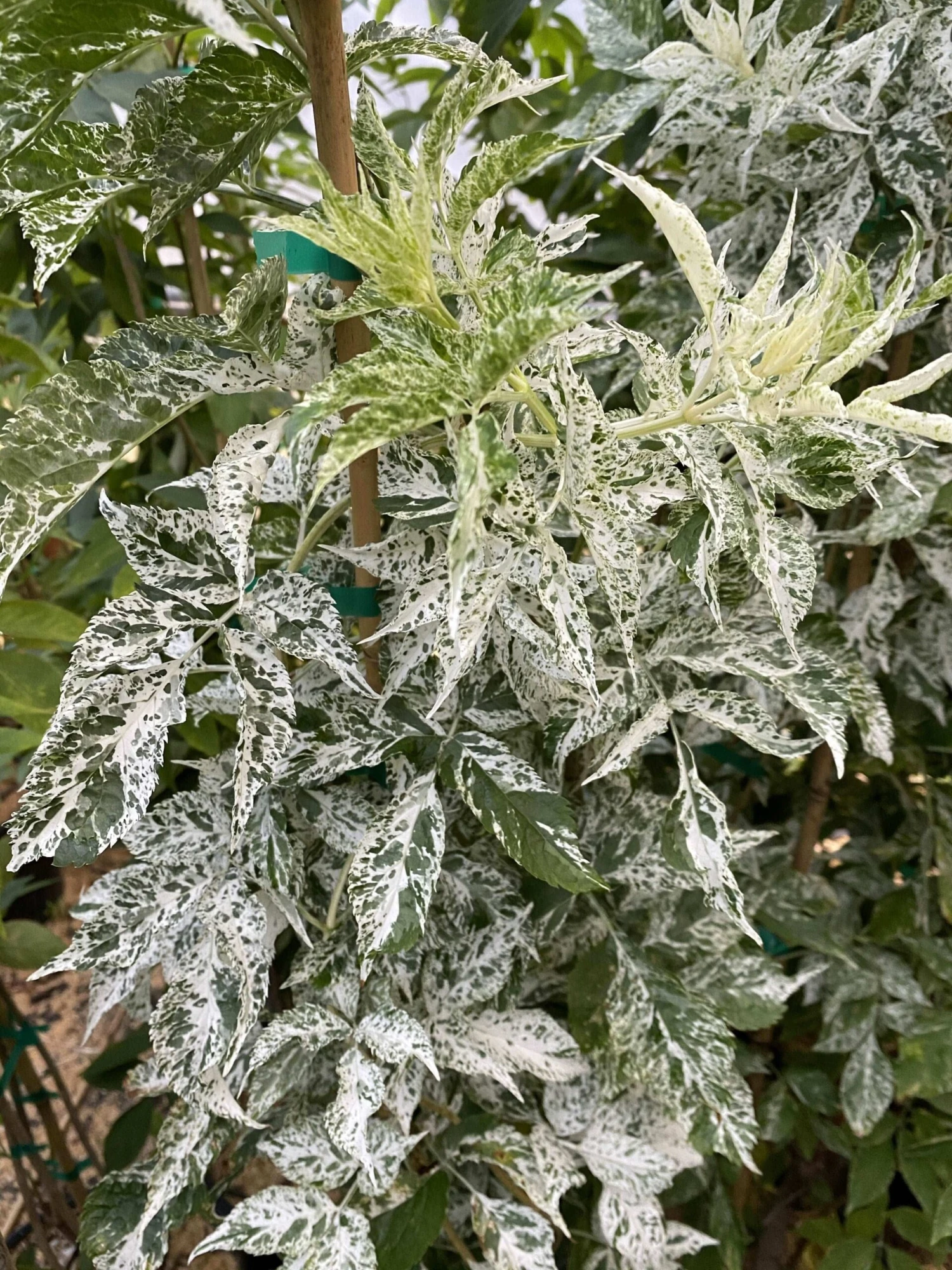 Pulverulenta Elderberry 3 Pulverulenta Elderberry