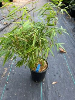 Fargesia Nitida Bamboo -Selected Garden & Outdoor Stores image 0dcfa931 c793 48c8 baa0 88169648a440