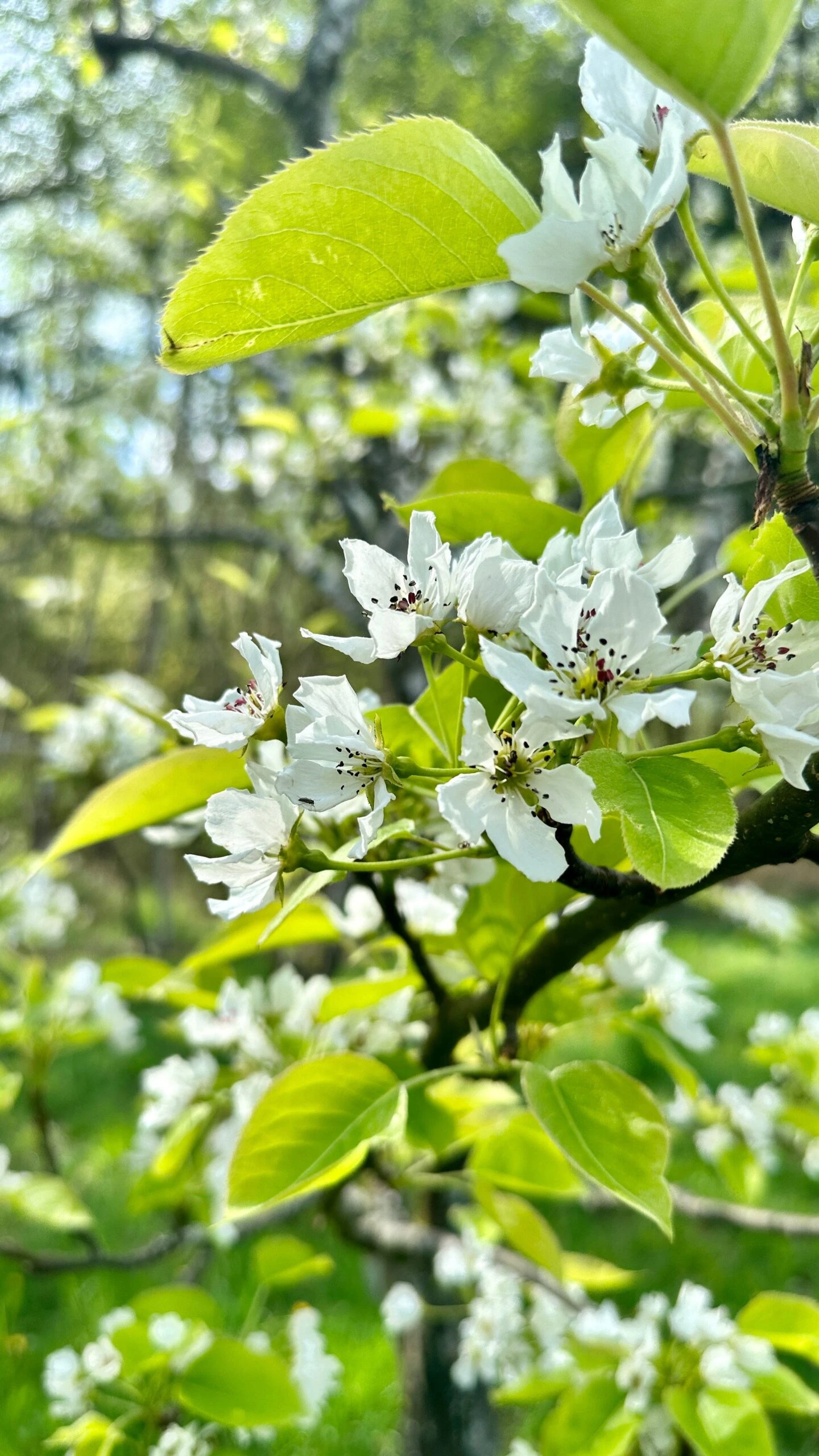 Shinseiki Asian Pear 4 Shinseiki Asian Pear - Image 2