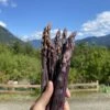 Sweet Purple Asparagus -Selected Garden & Outdoor Stores image 92e10dd9 154a 4ff0 abe8 4fa74f8203bb