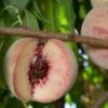 Indian Free Peach 2 Indian Free Peach -Selected Garden & Outdoor Stores indian free peach