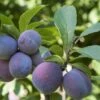 Italian Prune European Plum 1 Italian Prune European Plum -Selected Garden & Outdoor Stores italianprune