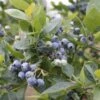 Alpha Jubilee Blueberry -Selected Garden & Outdoor Stores jbb