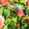 Pretty Perfect Peach Bundle No.1 -Selected Garden & Outdoor Stores juicy peaches hang on a branch 6