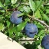 Kirke's Blue European Plum -Selected Garden & Outdoor Stores kirkes blue 1