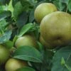 Korean Giant Asian Pear -Selected Garden & Outdoor Stores korean giant 1