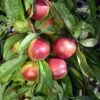 Kreibich Nectarine 2 Kreibich Nectarine -Selected Garden & Outdoor Stores kreibich