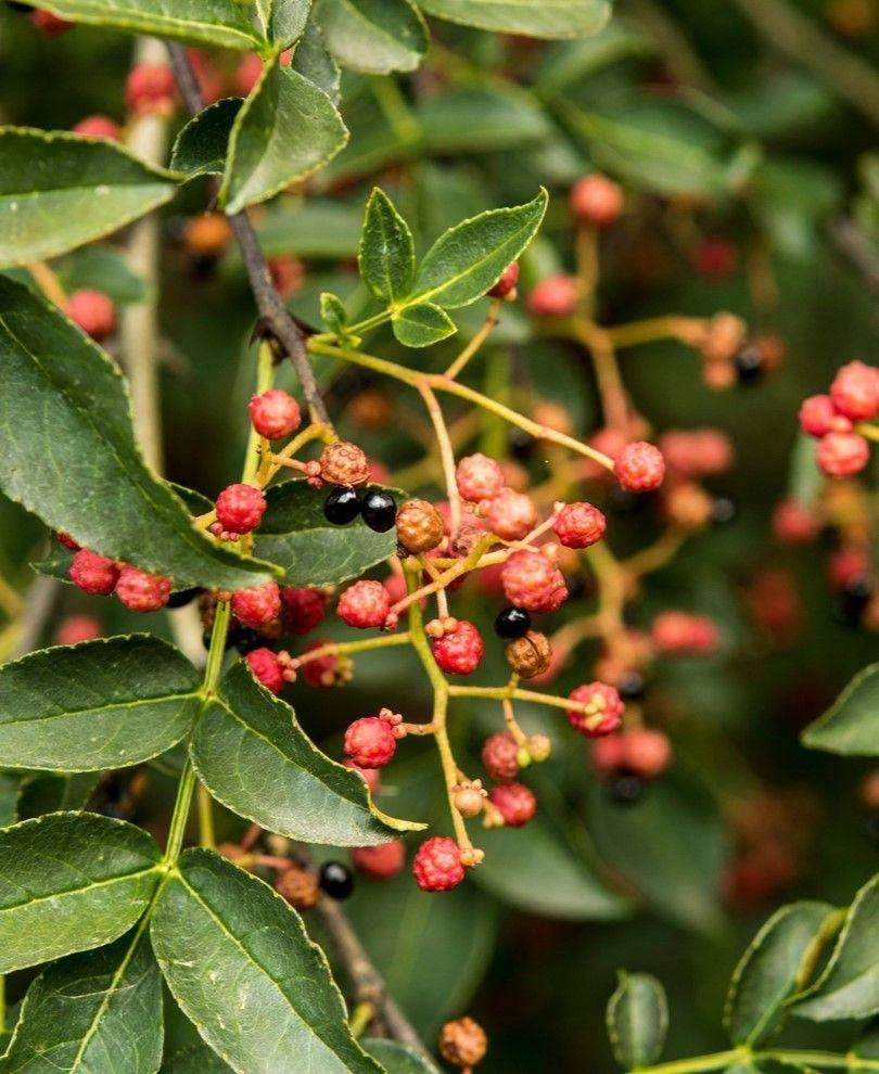 Sechuan Pepper 3 Sechuan Pepper