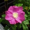Jubilee Rosa Rugosa -Selected Garden & Outdoor Stores l635 jubilee 1 1