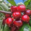 Lapins Cherry -Selected Garden & Outdoor Stores lapins cherry 1