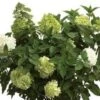 Limelight® Hydrangea -Selected Garden & Outdoor Stores limelight