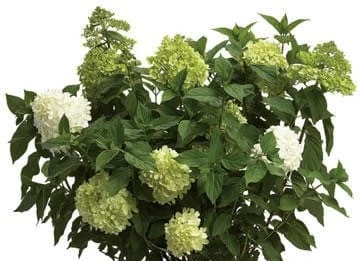 Limelight® Hydrangea 3 Limelight® Hydrangea