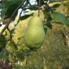 Limon Quince 2 Limon Quince -Selected Garden & Outdoor Stores limon quince 1