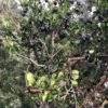 Luma (Chilean Myrtle Berry) 1 Luma (Chilean Myrtle Berry) -Selected Garden & Outdoor Stores luma 1