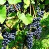 Mars Seedless Grape -Selected Garden & Outdoor Stores mars grape 1