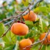 Meader Persimmon -Selected Garden & Outdoor Stores meader persimmon