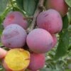 Moldavian European Plum 1 Moldavian European Plum -Selected Garden & Outdoor Stores moldavian