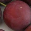 Monsieur Hatif European Plum -Selected Garden & Outdoor Stores monsiieur hatif