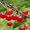 Montmorency Cherry 1 Montmorency Cherry -Selected Garden & Outdoor Stores montmorency cherry