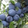 Mount Royal European Plum 1 Mount Royal European Plum -Selected Garden & Outdoor Stores mt royal plum 1