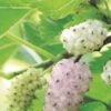 Pakistan White Fruiting Mulberry -Selected Garden & Outdoor Stores mulberries d435 white fruiting 1