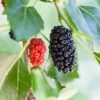 Dwarf Mulberry 1 Dwarf Mulberry -Selected Garden & Outdoor Stores mulberry product