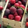 Nadia Cherry Plum -Selected Garden & Outdoor Stores nadia cherry plum