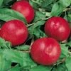 Morton Nectarine -Selected Garden & Outdoor Stores nectarine morton