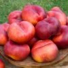 Sauzee King White Nectarine -Selected Garden & Outdoor Stores nectarine sauzee king