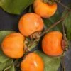 Nikita's Gift Persimmon Tree -Selected Garden & Outdoor Stores nikitas gift persimmon 1