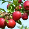 Northern Spy Apple 1 Northern Spy Apple -Selected Garden & Outdoor Stores northspy