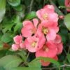 Old Homestead Flowering Quince -Selected Garden & Outdoor Stores old homestead