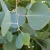 Omeo Gum Eucalyptus -Selected Garden & Outdoor Stores omeogum
