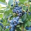 Alpha O'Neal Blueberry 1 Alpha O'Neal Blueberry -Selected Garden & Outdoor Stores oneal