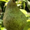 Onward European Pear 1 Onward European Pear -Selected Garden & Outdoor Stores onward pear 1