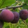 Opal European Plum 1 Opal European Plum -Selected Garden & Outdoor Stores opal plum
