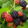 Osage Thornless Blackberry -Selected Garden & Outdoor Stores osage