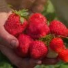 Ozark Strawberry Bundle (2 Packs) -Selected Garden & Outdoor Stores ozark beauty strawberries 7f4122f0 b760 451b b033 abffb7ad2518