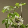 Frederick Passiflora -Selected Garden & Outdoor Stores passiflora