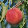 Early Redhaven Peach -Selected Garden & Outdoor Stores peach red haven