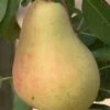 Butirra Precoce Morettini European Pear 2 Butirra Precoce Morettini European Pear -Selected Garden & Outdoor Stores pears b160 butirra precoce morettini 1