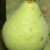 Spalding European Pear -Selected Garden & Outdoor Stores pears b230 spalding 1