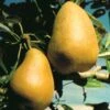 Highland European Pear -Selected Garden & Outdoor Stores pears b120 highland