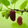 Red ShahToot Mulberry 2 Red ShahToot Mulberry -Selected Garden & Outdoor Stores persianmulberry
