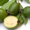 Pineapple Guava Seedling -Selected Garden & Outdoor Stores pineapple guava fruit 1 1