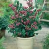 Alpha Pink Lemonade Blueberry -Selected Garden & Outdoor Stores pink lemonade 2