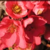 Pink Lady Flowering Quince 1 Pink Lady Flowering Quince -Selected Garden & Outdoor Stores pinkladyfq