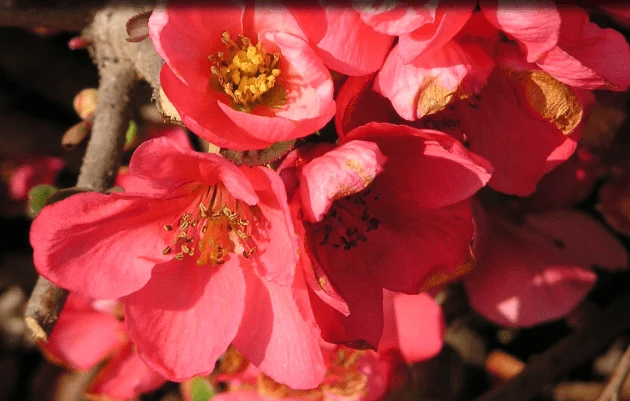 Pink Lady Flowering Quince 3 Pink Lady Flowering Quince