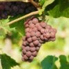 Pinot Gris Grape 1 Pinot Gris Grape -Selected Garden & Outdoor Stores pinot gris grape