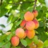 Pixie Cot Apricot 1 Pixie Cot Apricot -Selected Garden & Outdoor Stores pixie cot apricot